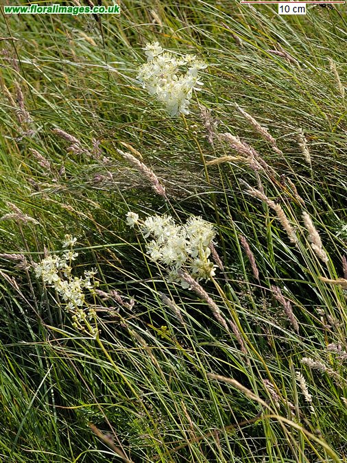 Filipendula vulgaris