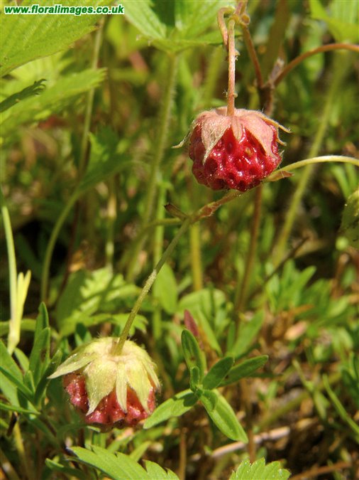 Fragaria viridis