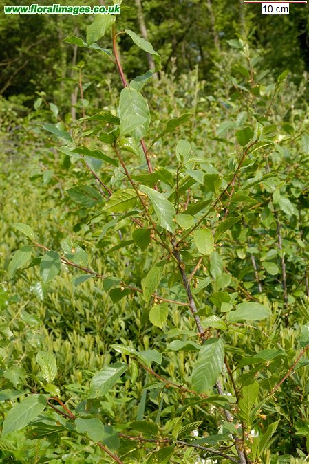 Frangula alnus