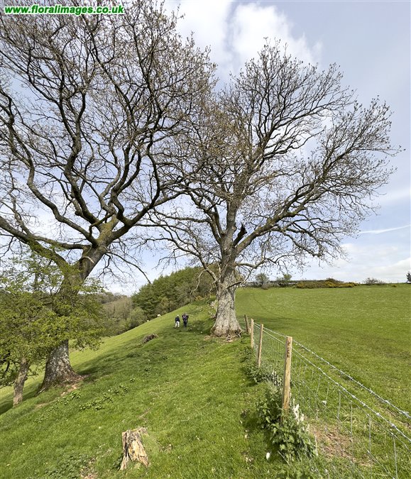 Fraxinus excelsior