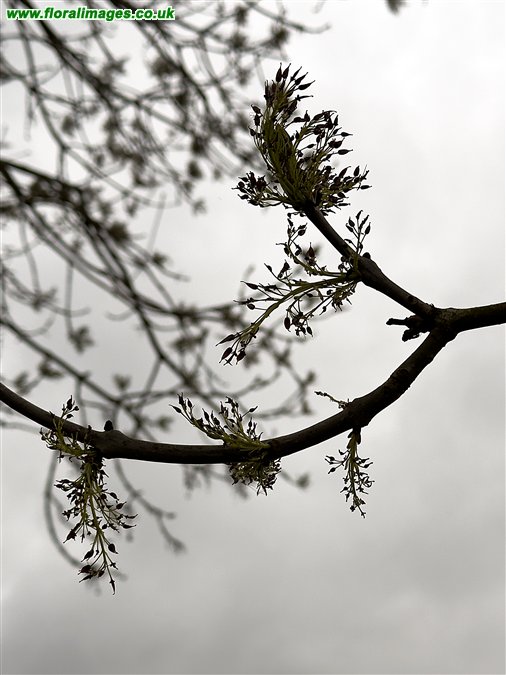 Fraxinus excelsior