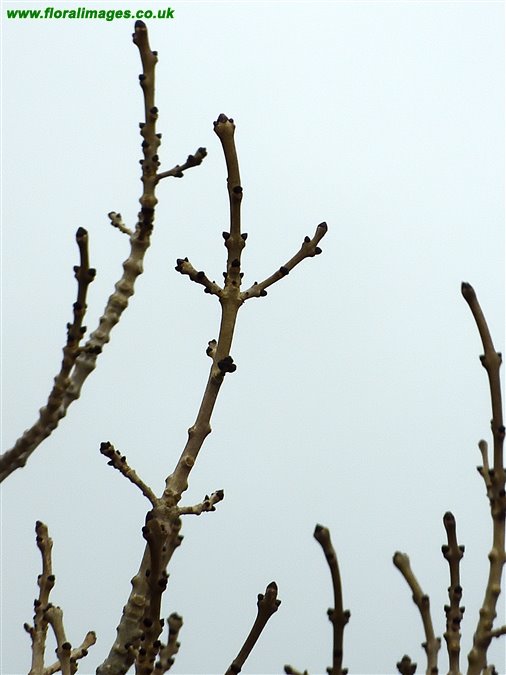 Fraxinus excelsior