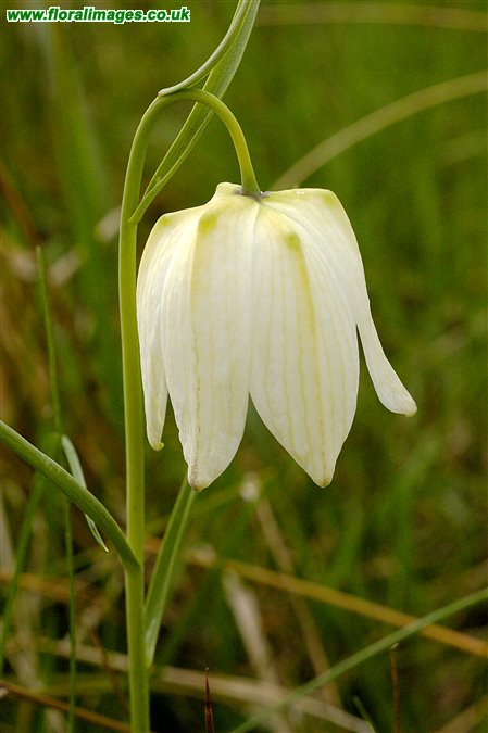 Fritillaria meleagris