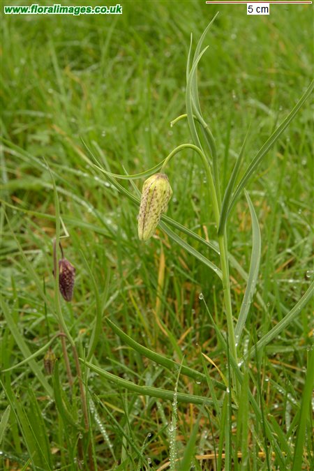 Fritillaria meleagris