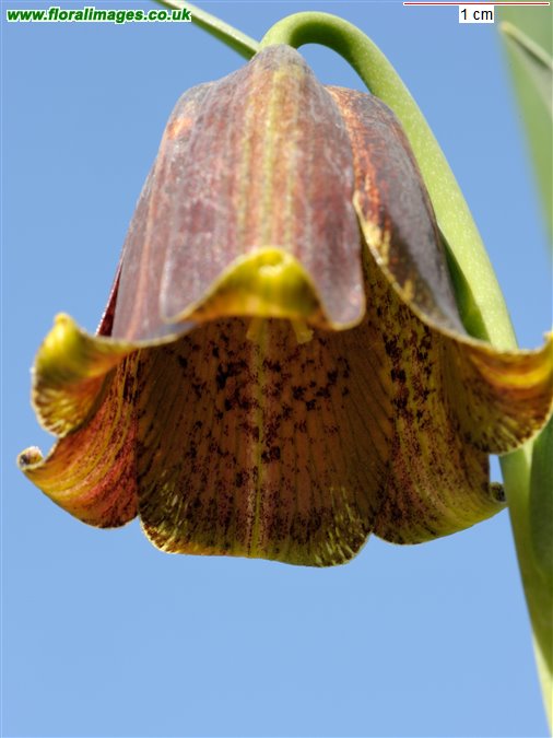 Fritillaria pyrenaica