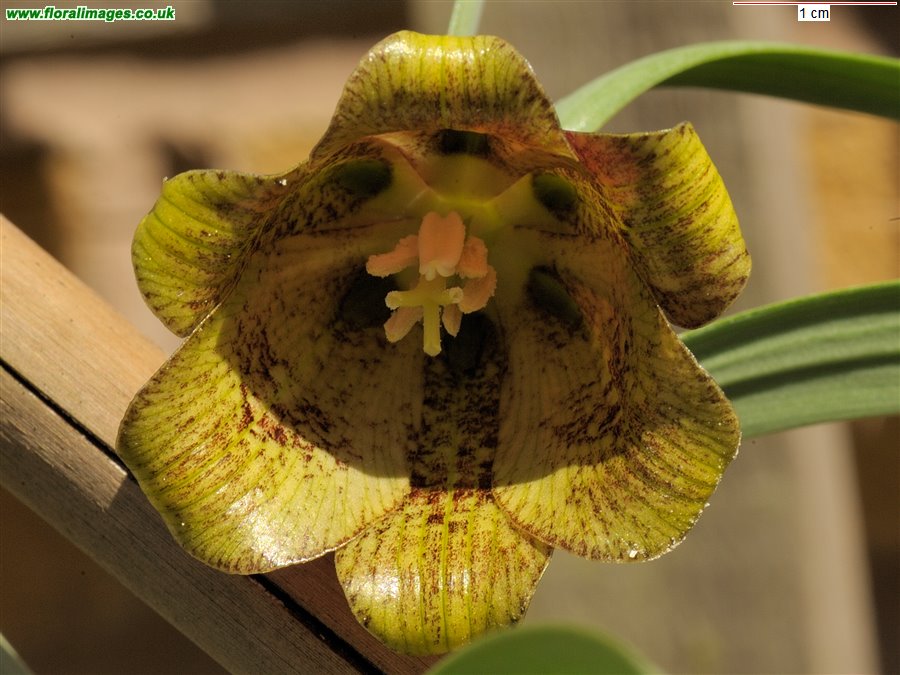 Fritillaria pyrenaica