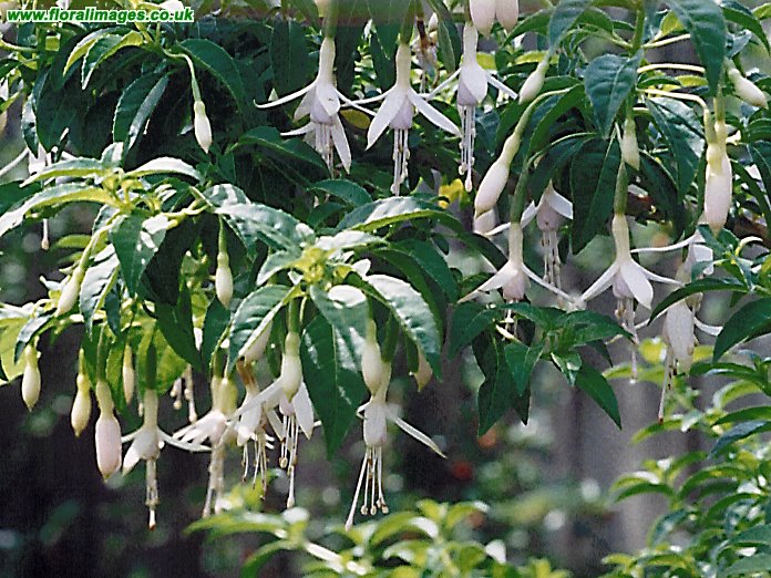 Fuchsia magellanica, picture 9 of 10
