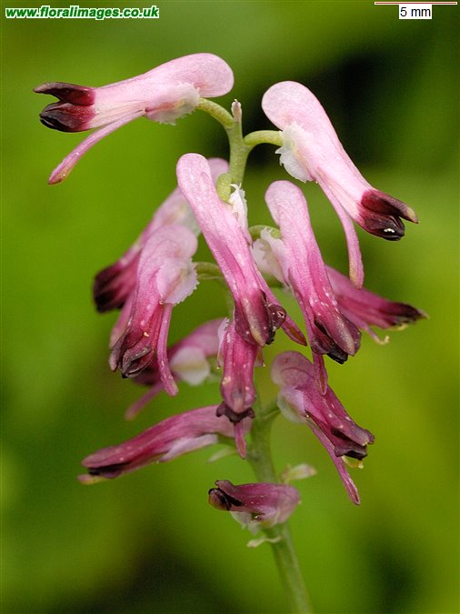 Fumaria muralis