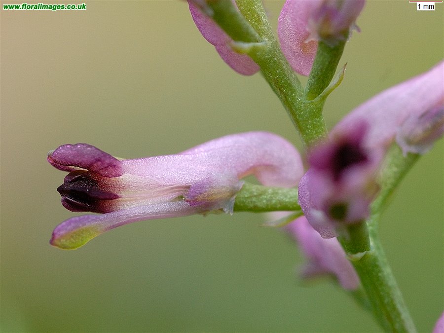 Fumaria officinalis
