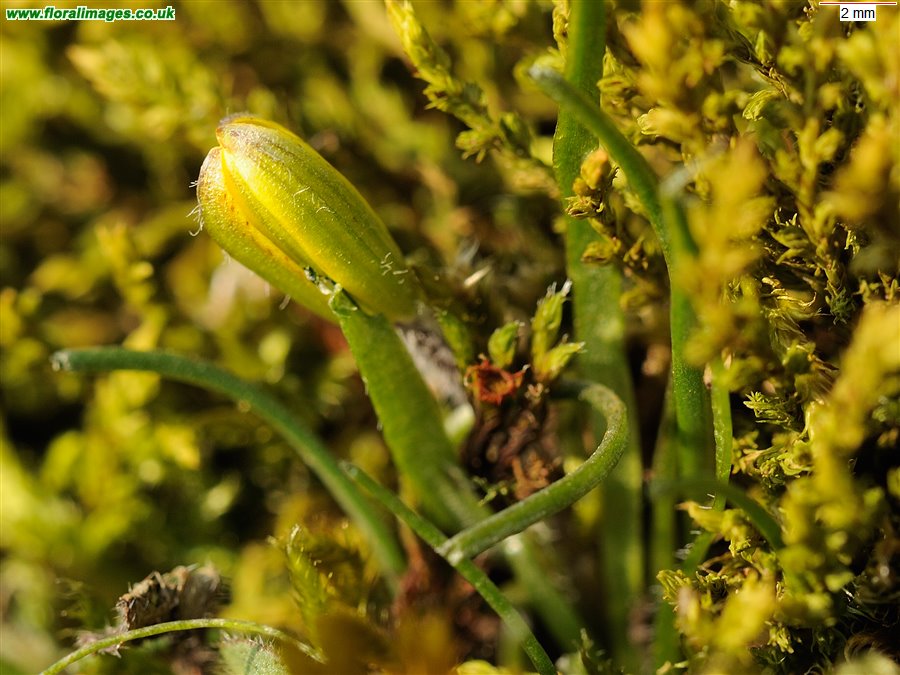 Gagea bohemica