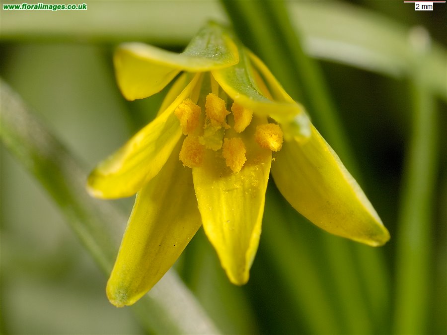 Gagea lutea