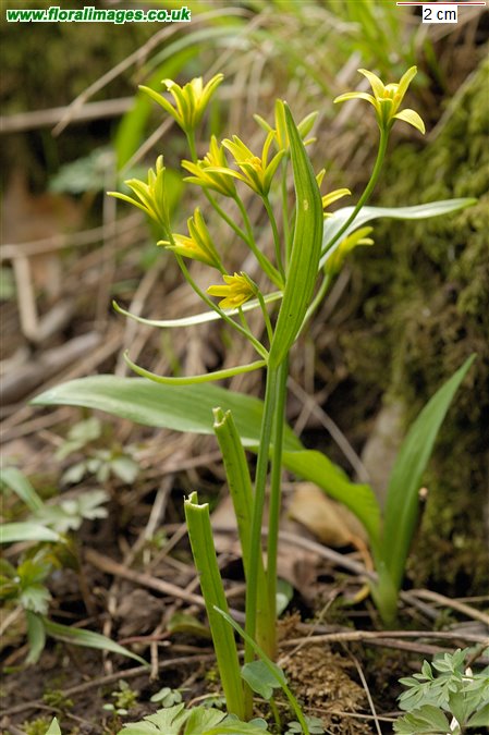 Gagea lutea