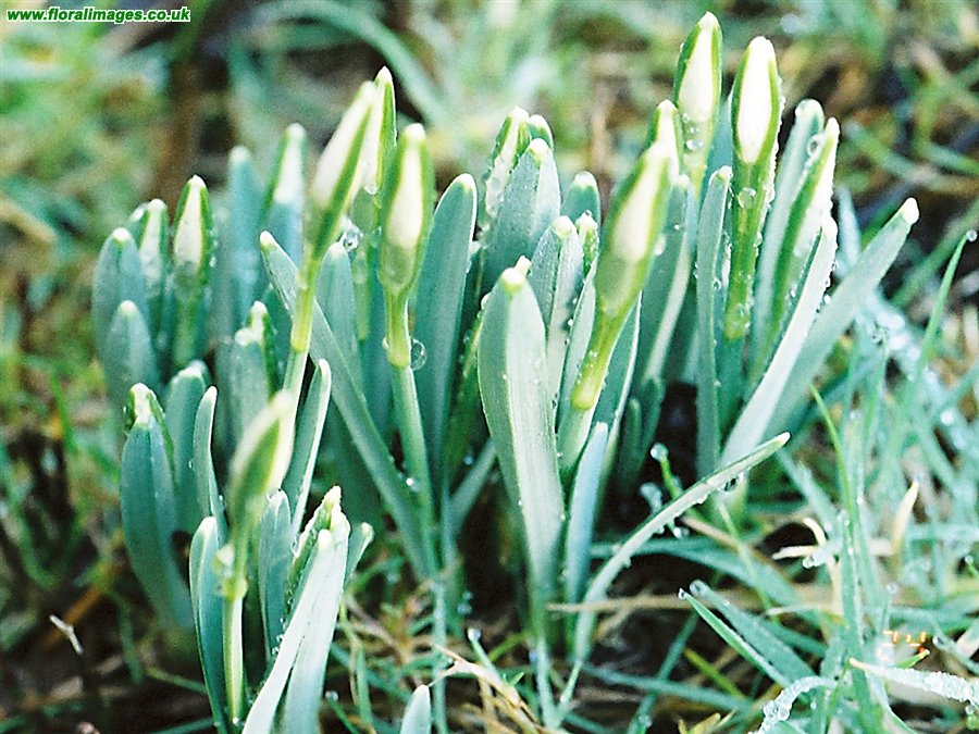 Galanthus nivalis