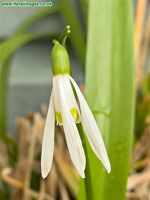 Galanthus woronowii