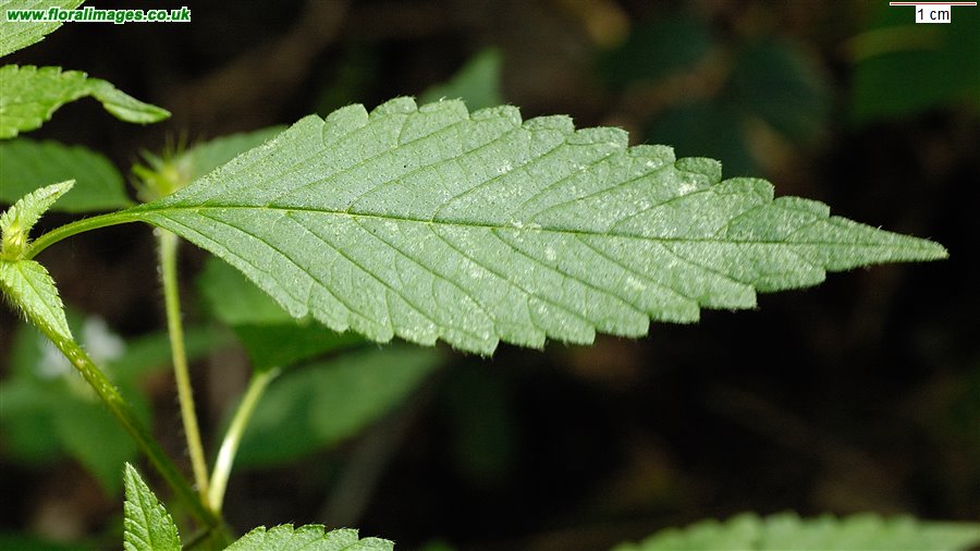 Galeopsis tetrahit sens str