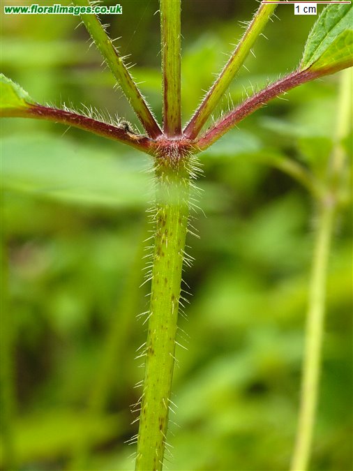 Galeopsis tetrahit sens str