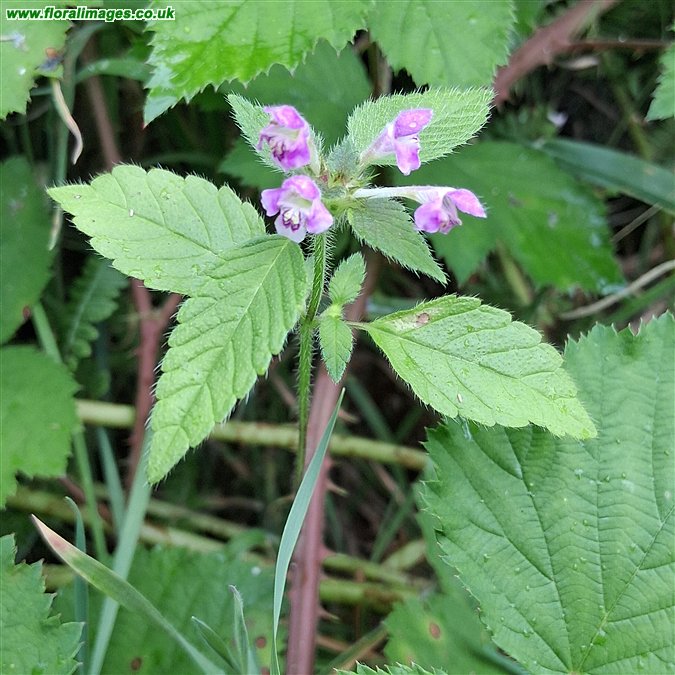 Galeopsis tetrahit sens str