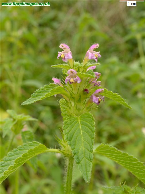 Galeopsis tetrahit sens str