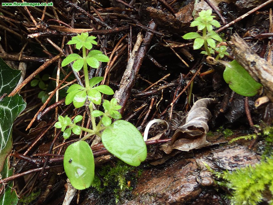 Galium aparine