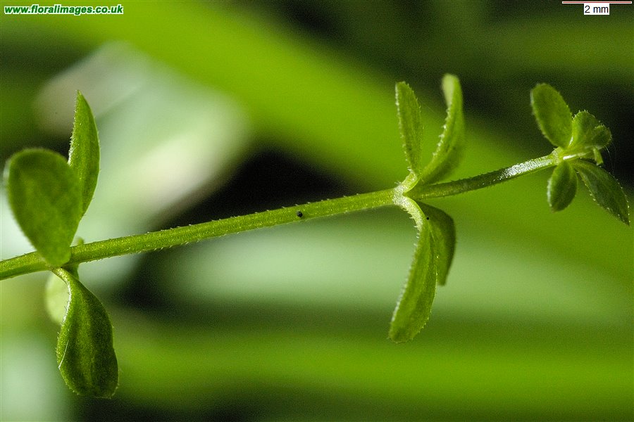 Galium palustre