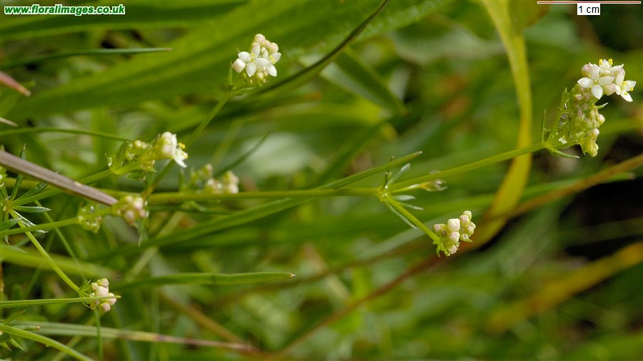 Galium sterneri