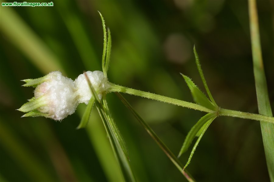 Galium uliginosum