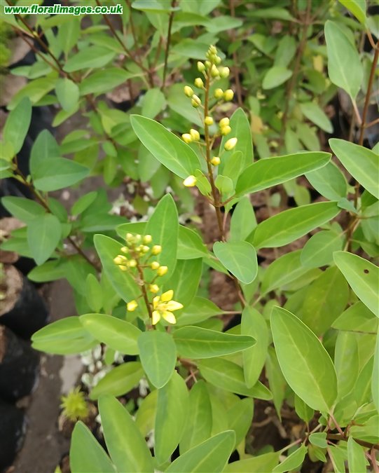 Galphimia glauca