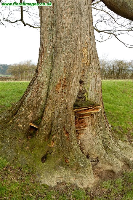 Ganoderma sp.