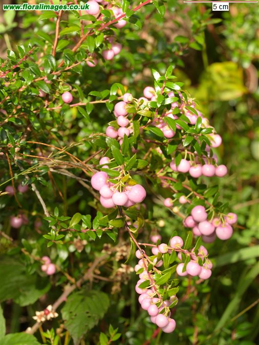 Gaultheria mucronata