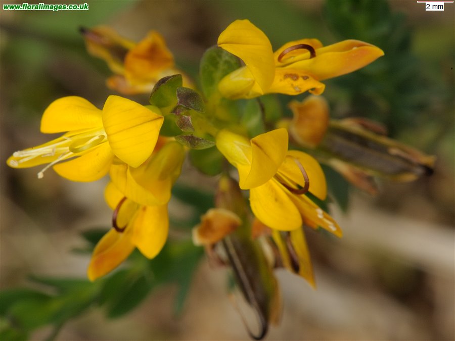 Genista anglica