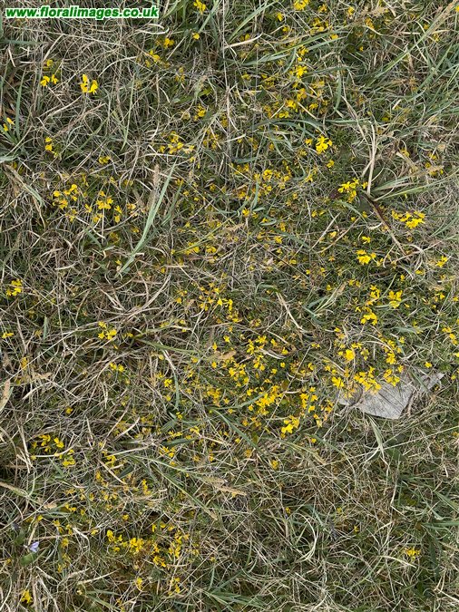 Genista pilosa