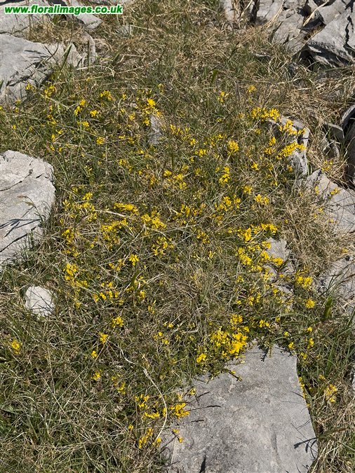 Genista pilosa