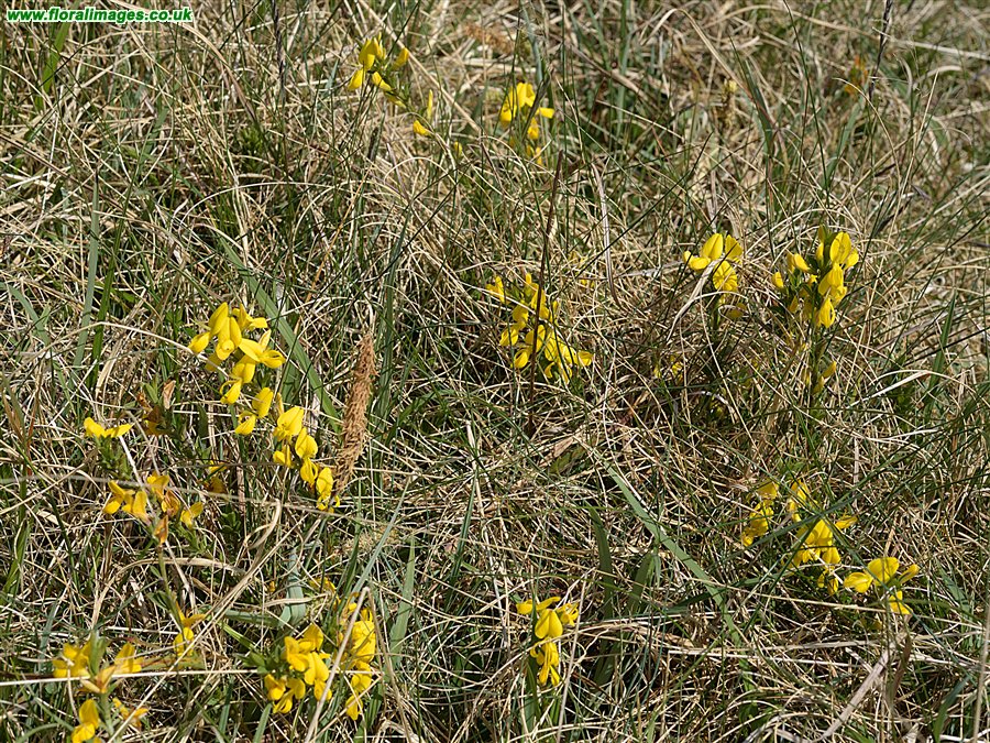 Genista pilosa