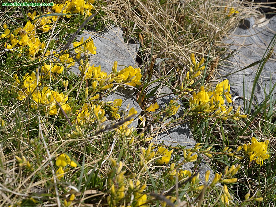 Genista pilosa