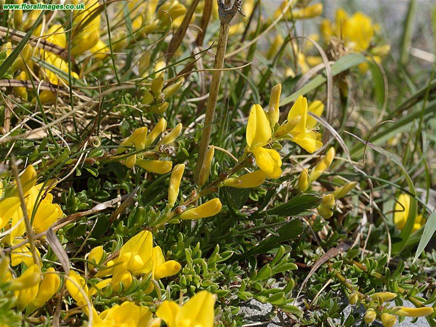 Genista pilosa