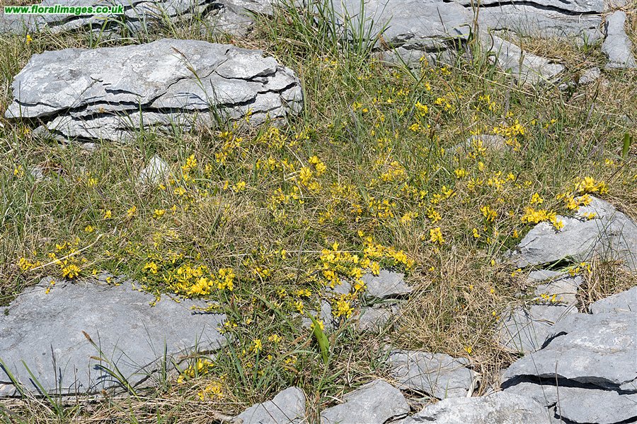 Genista pilosa