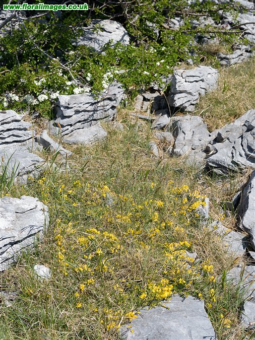 Genista pilosa