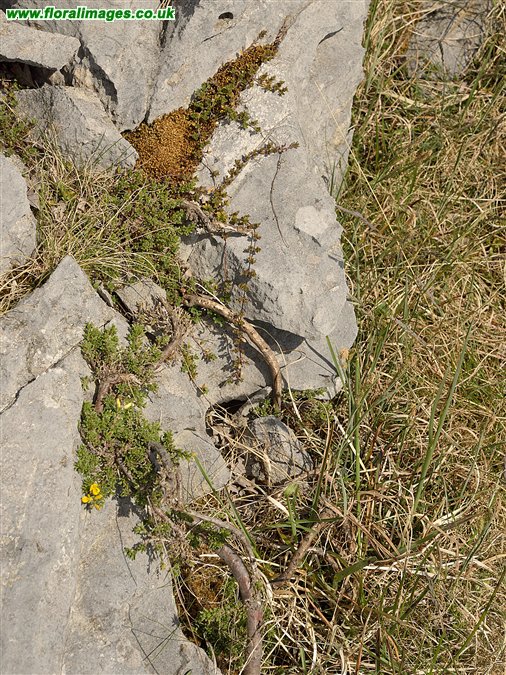 Genista pilosa
