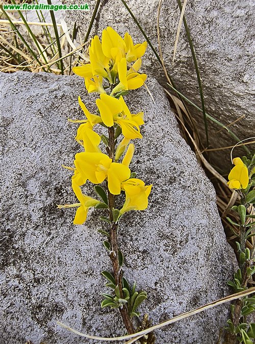 Genista pilosa
