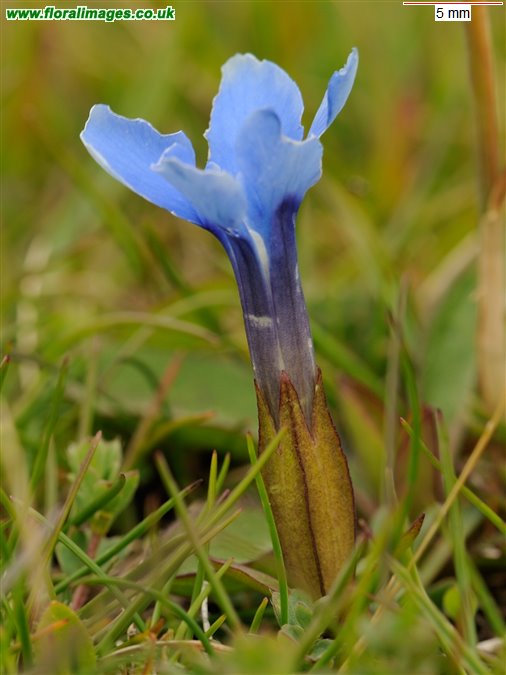 Gentiana verna