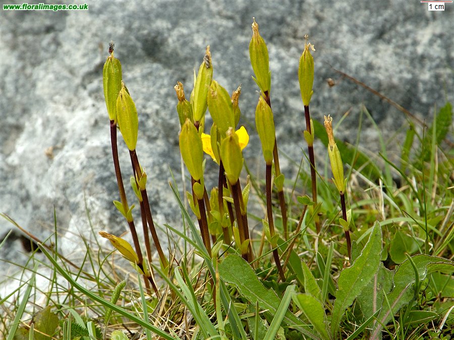 Gentiana verna