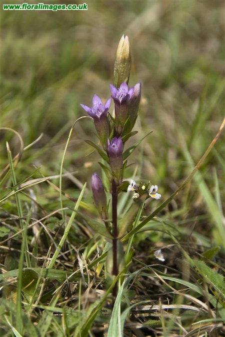 Gentianella amarella