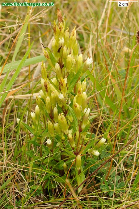 Gentianella amarella