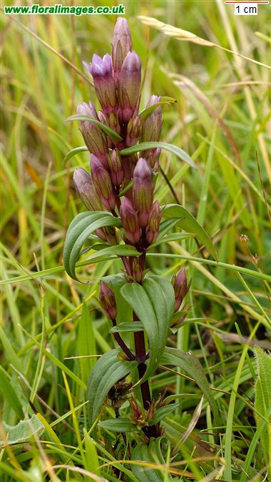 Gentianella amarella
