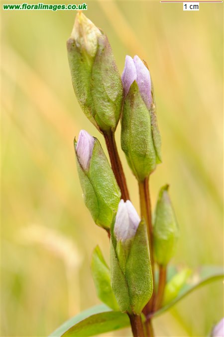 Gentianella campestris
