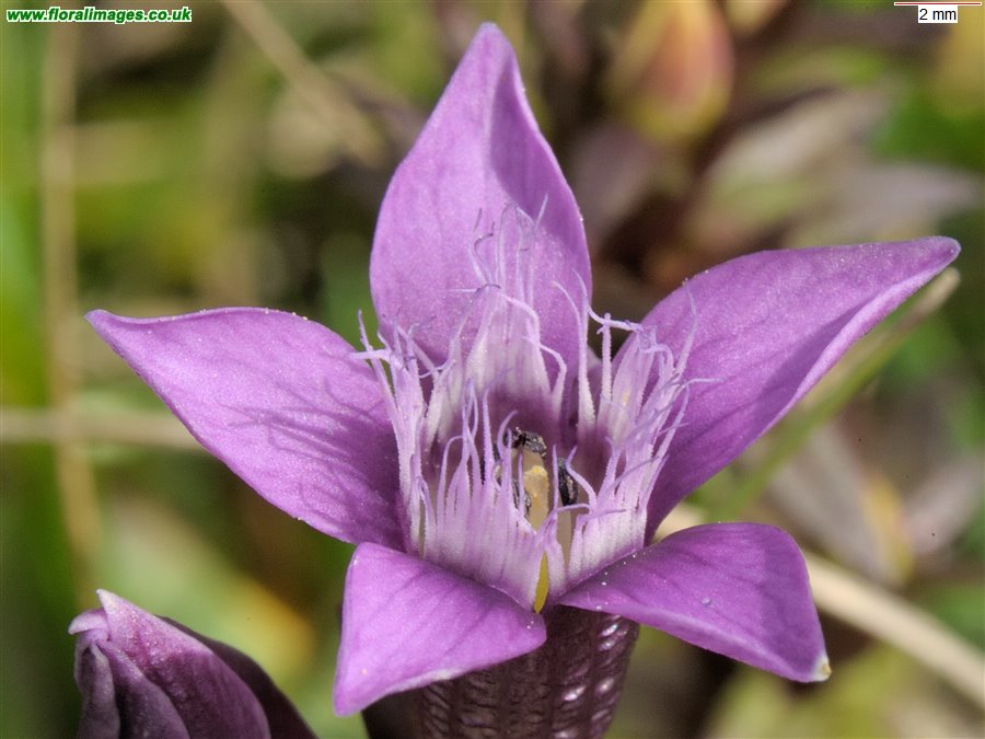 Gentianella germanica