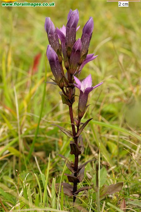 Gentianella germanica