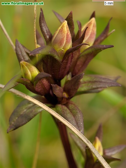 Gentianella germanica