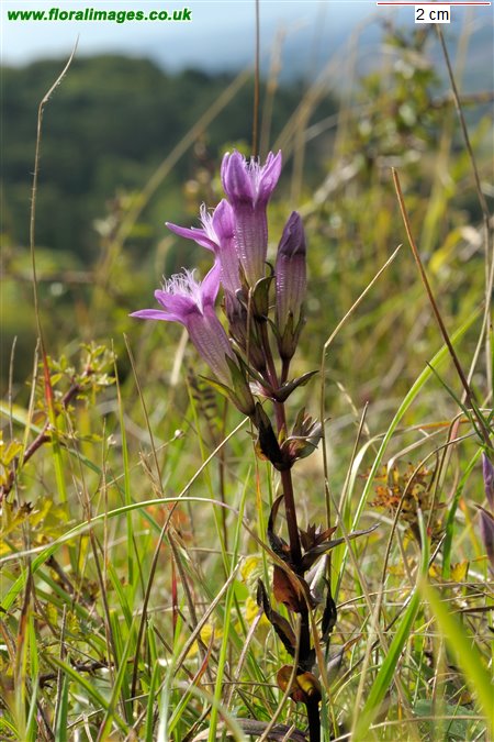 Gentianella germanica