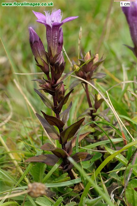 Gentianella germanica